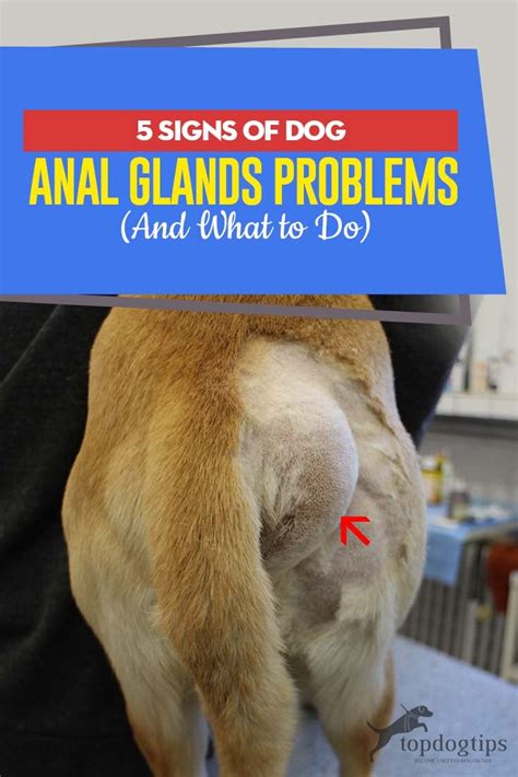 my dogs butt is leaking|Anal gland abscesses in dogs